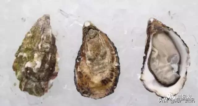 各国海鲜大盘点,今年过年最值得入手的海鲜