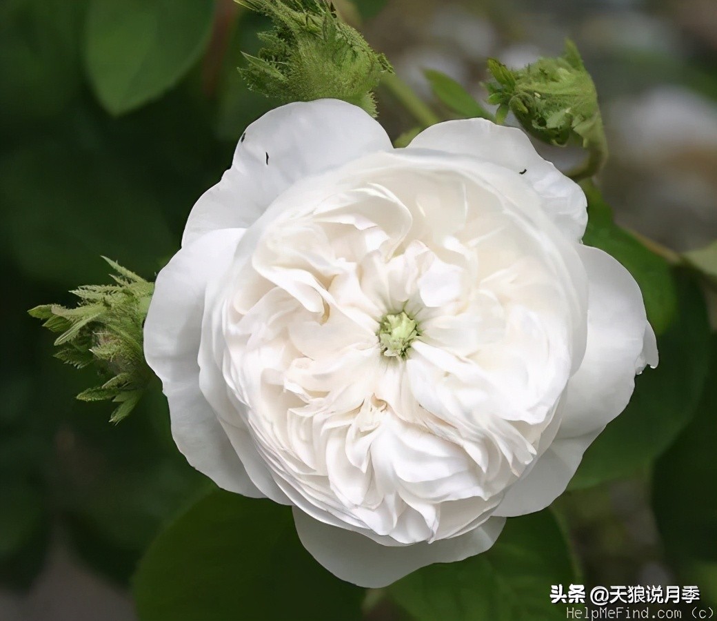 怦然心动的万人迷月季，原来从它而来（二）