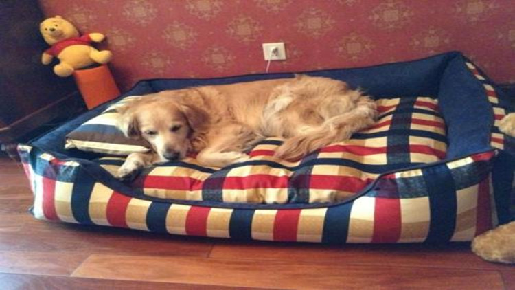 5招手把手教你如何防治跳蚤