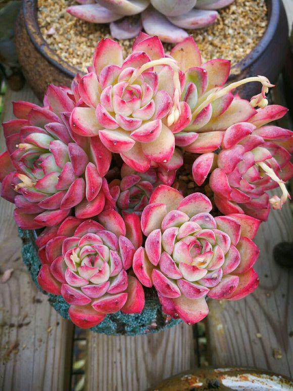 买花经验要牢记,网购花卉如何避坑