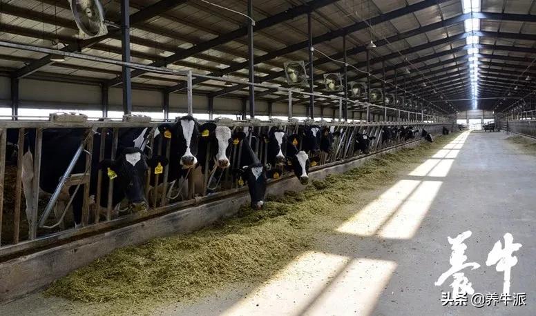 奶牛饲料的正确使用方法,奶牛饲料优点