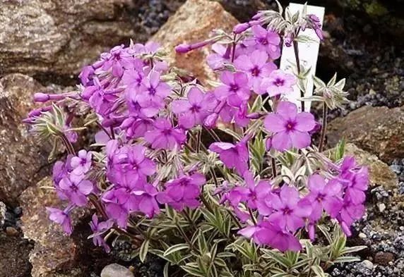 岩石花园景区,岩石园常用花卉