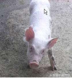 断奶仔猪链球菌怎么预防,出生几天的仔猪得了链球菌怎么治