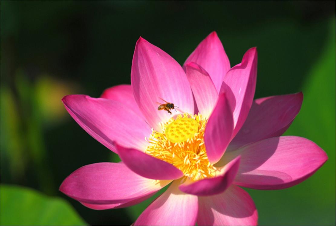 夏天的太阳一年级绘画,少儿美术绘画教程秋天