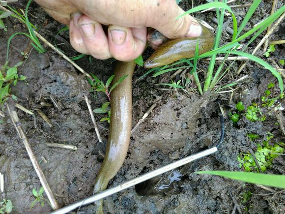 孩子在田里抓黄鳝不小心抓到蛇,捉黄鳝儿童视频