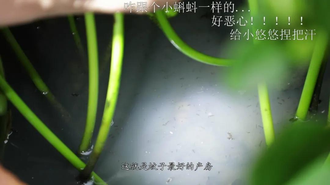 蚊子驱蚊最快的方法,夜晚蚊子多怎么有效的驱蚊