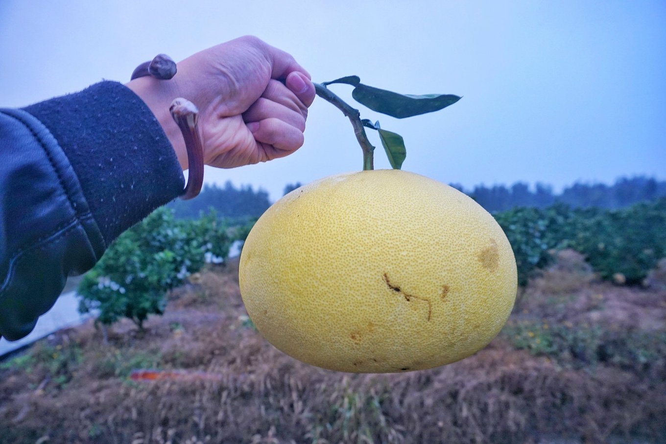 摘过草莓摘过葡萄,这都不算什么,那么大的文旦你摘过吗