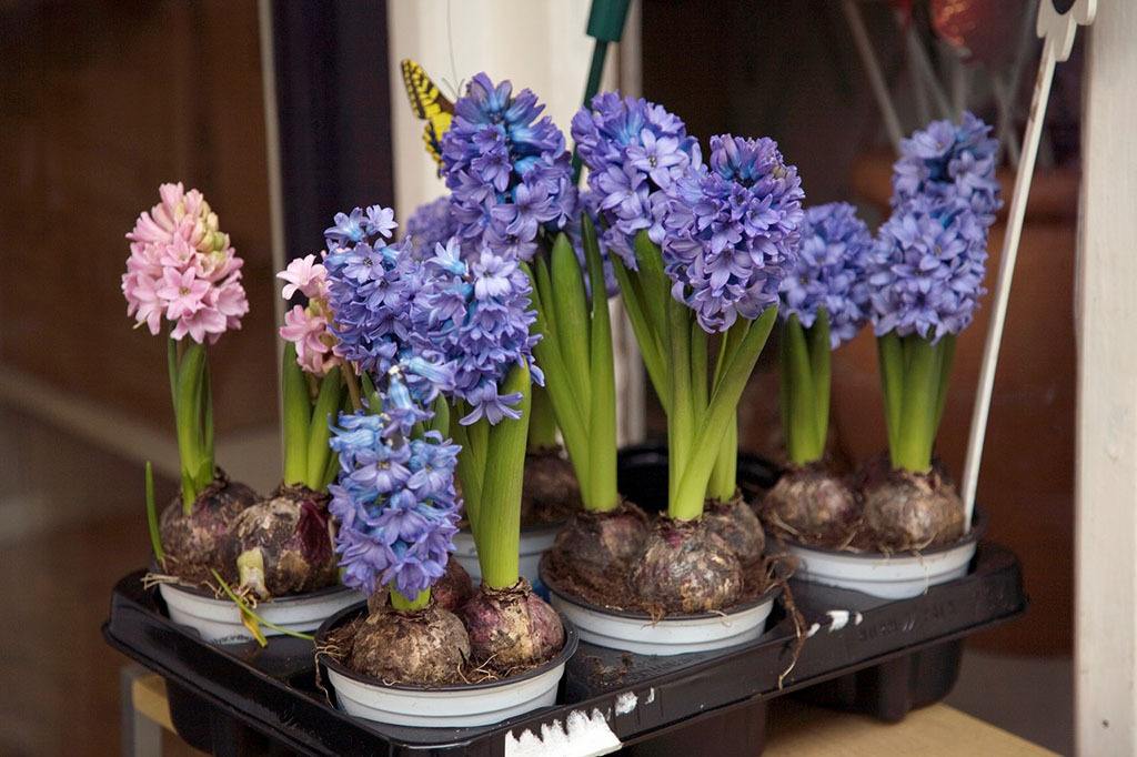 什么花草最好养又吸甲醛,养什么花可以去除甲醛