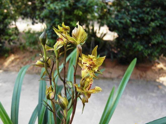 最好养的兰花四季兰,最好养的兰花四季兰品种