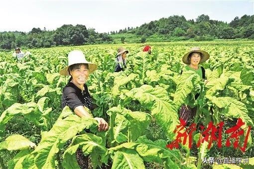 湖南日报最新新闻报道,湖南日报视频