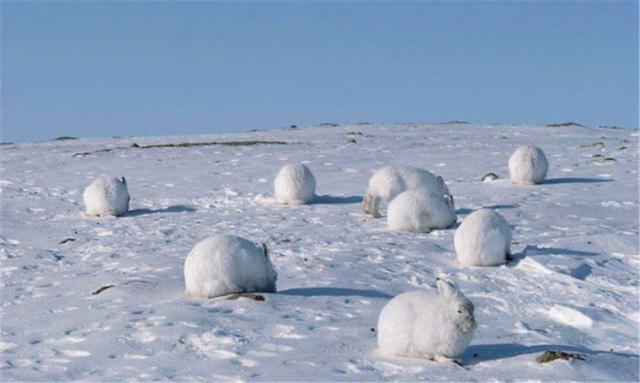 北极有一只兔子,北极有兔子