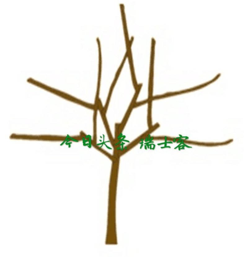 种植菠萝蜜怎样才能高产,菠萝蜜怎么种才高产