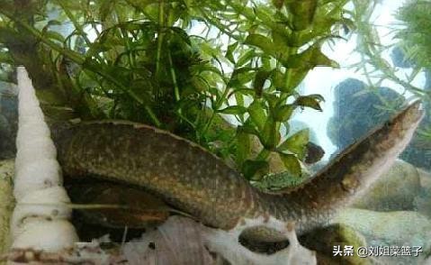 十种最好吃的河鲜,最常见美味的河鲜