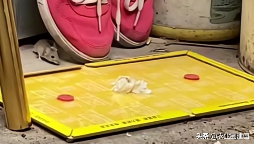 果蝇消灭干净小妙招没有洗洁精,果蝇太多怎么消灭最快最有效