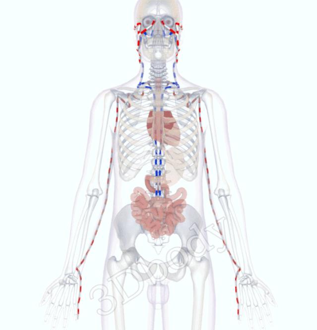 3d经络循行图讲解,阴维脉与阳维脉3d循行动态走向图