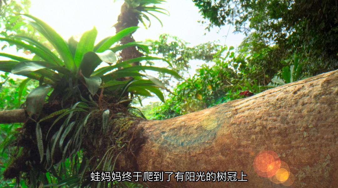 豆瓣9.6！娃刷到停不下来，还能看出人生大道理