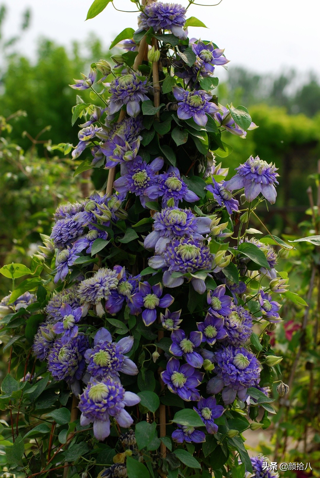 没有比利时花园游，来点比利时啤酒吧|随笔