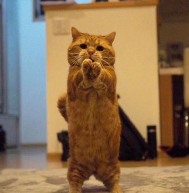 短腿兄妹,全网最火短腿猫