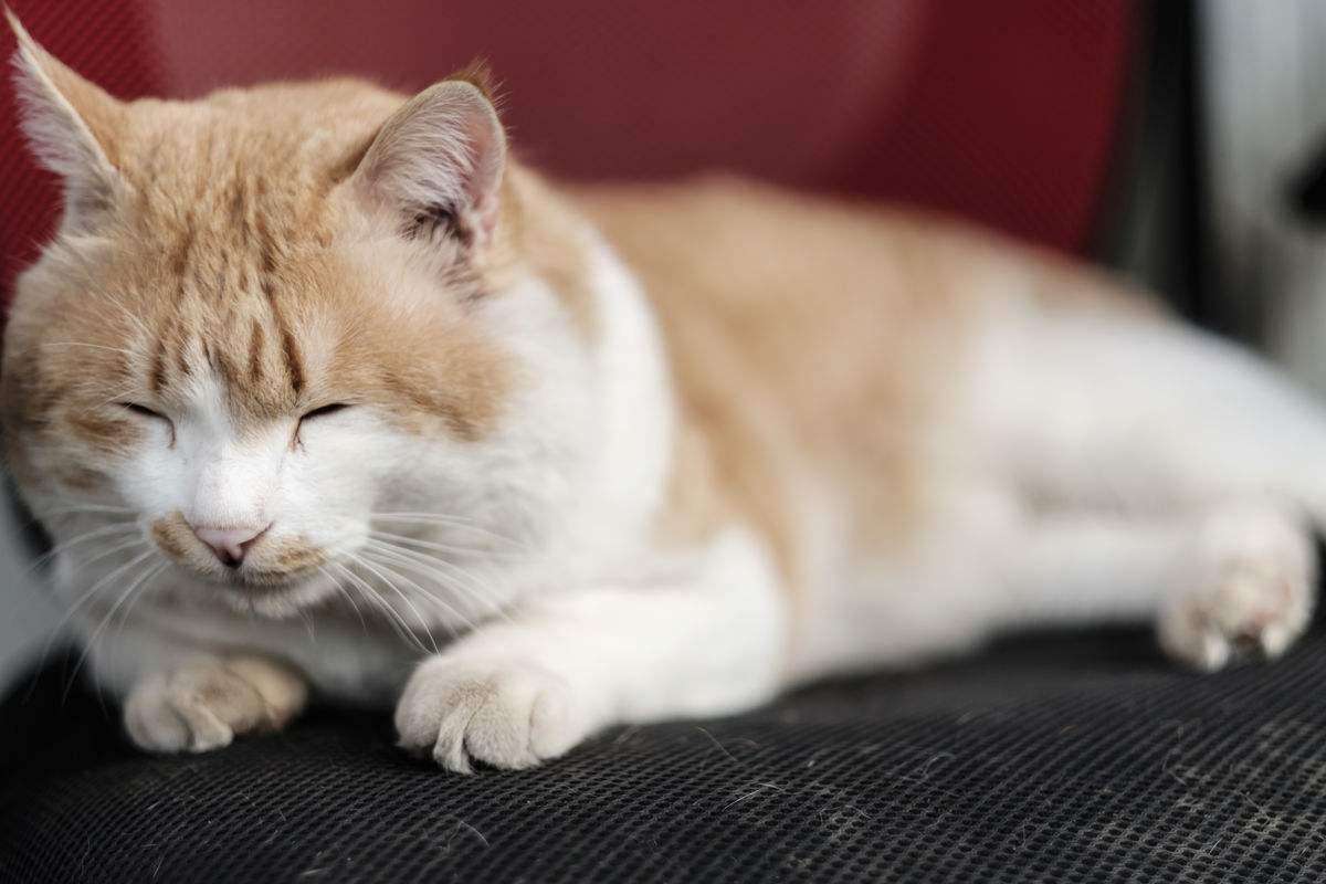 猫咪老了如何安乐死,猫咪注意事项及护理方法