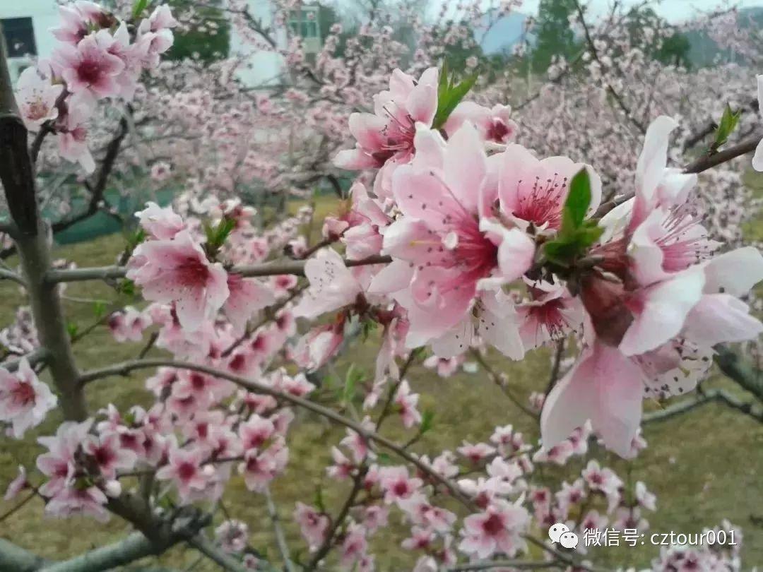 常州周末适合去哪里踏青,清明农庄亲子游攻略