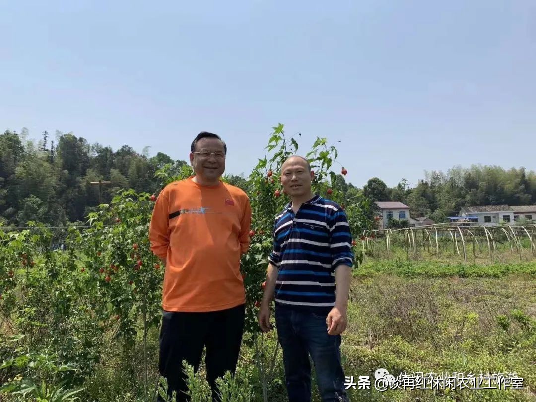 红果参的种植技术与市场前景,水果红果参的功效与作用