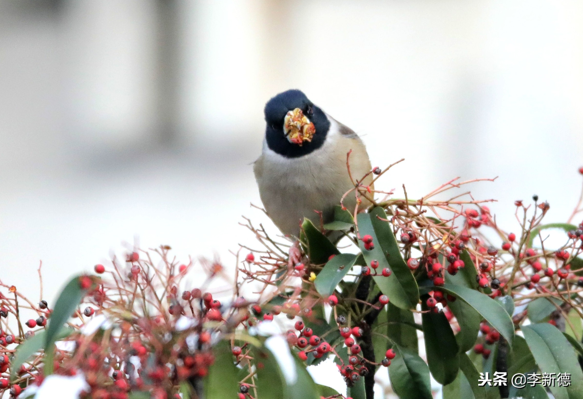 安徽合肥：大雪过后阳光灿烂，铜嘴鸟在树上觅食
