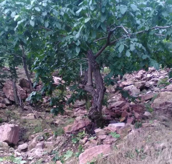 文玩核桃全国产地分布,文玩核桃种植地域