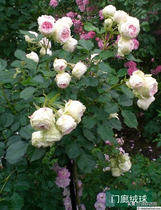 月季哪些品种大花又香,月季哪些品种花期长耐阴耐寒耐旱