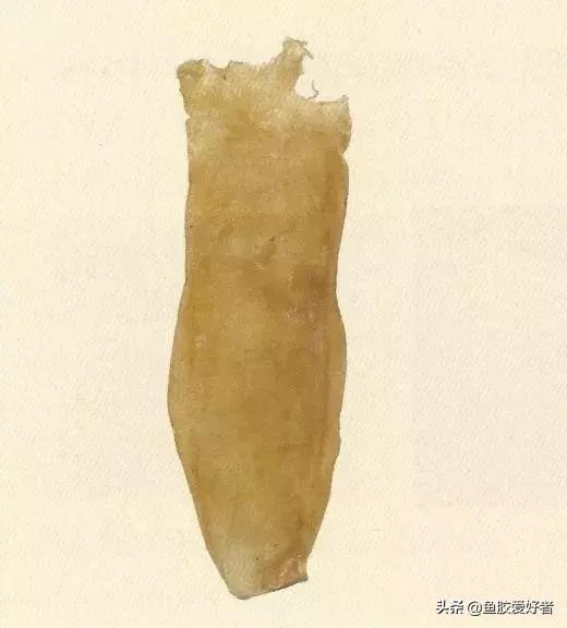 哪种鱼胶最好7种鱼胶的分类,鱼胶知识与食用方法