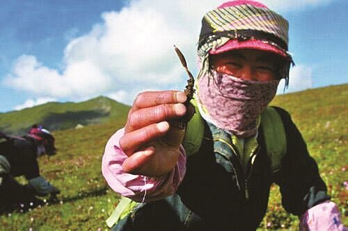 冬虫夏草与别的药物有冲突吗,冬虫夏草跟虫有什么瓜葛