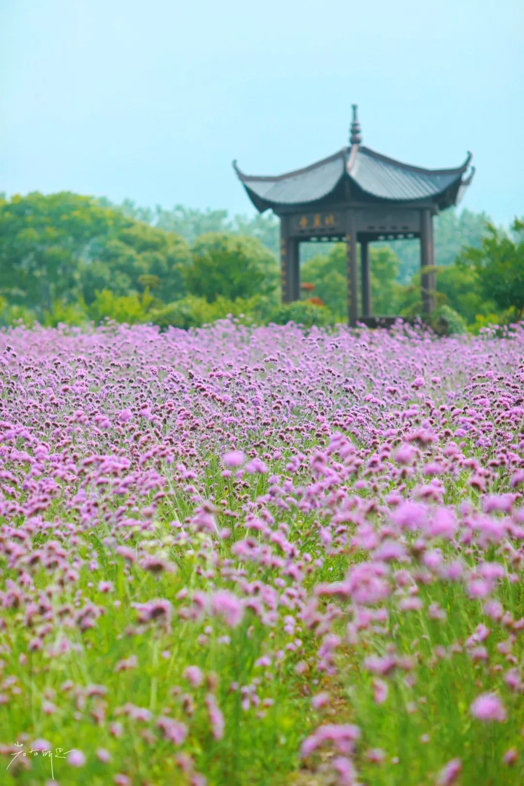沙家浜旅游民宿有哪些,三月最适合去的最美民宿
