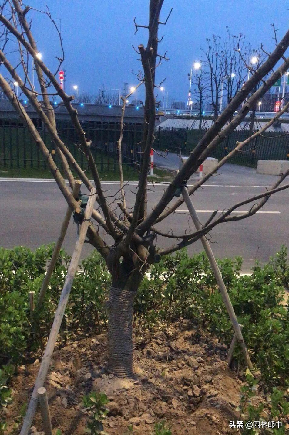 移植树身没长芽的原因,树木未死但迟迟不发芽怎么办