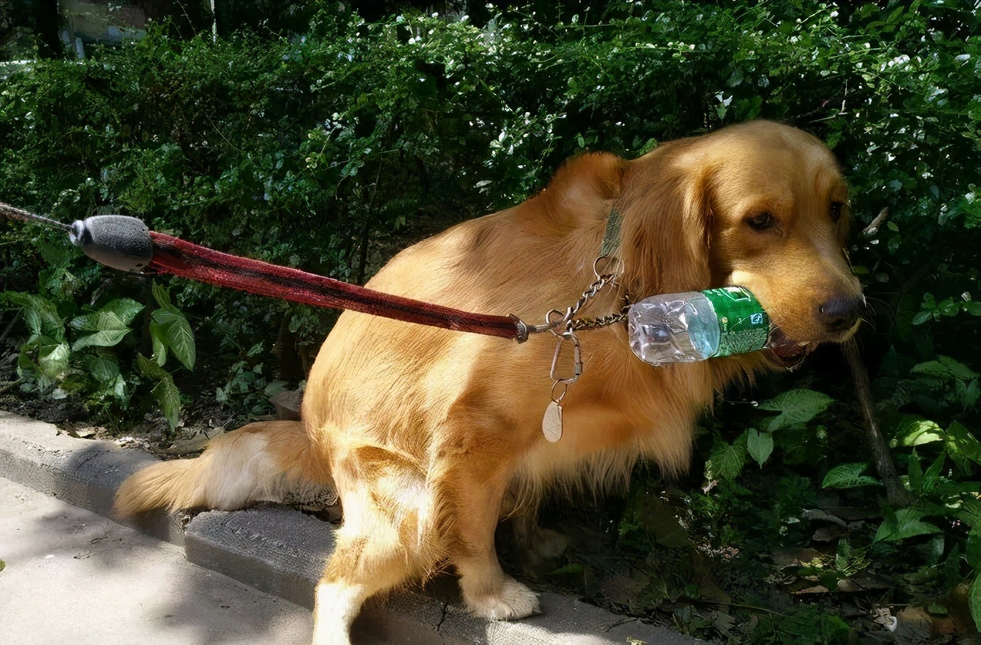 金毛为什么总是拉软便,一个月金毛拉软便怎么办