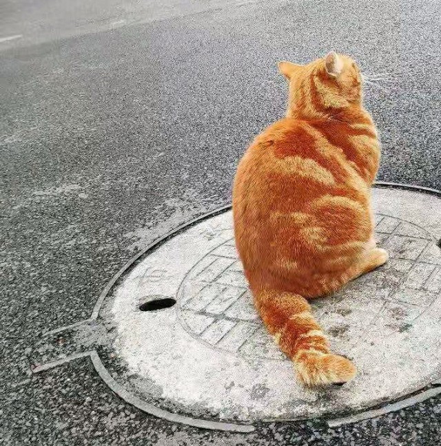 上海必去几条路攻略,上海值得去的路线