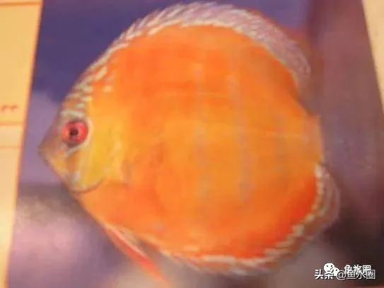 七彩神仙最好看的品种,七彩神仙多大分品种