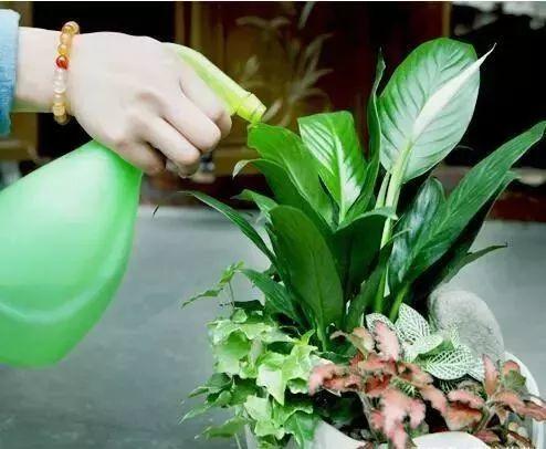 春天养花用见干见湿还是干透浇透,养花的土什么情况叫见干见湿