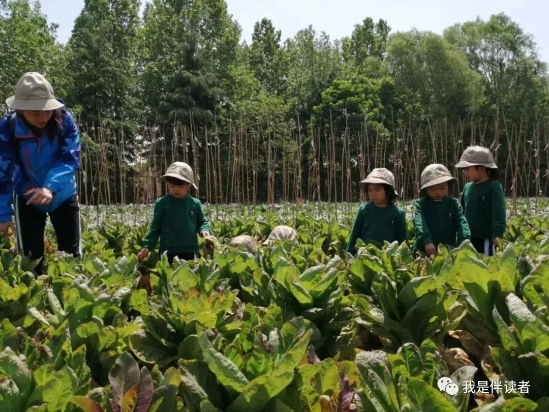中原区公立幼儿园,郑州市中原区私立幼儿园怎么报名