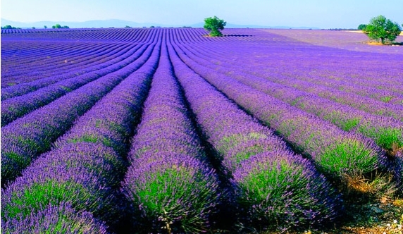 伊犁最美薰衣草在哪里啊,伊犁薰衣草花海全面绽放