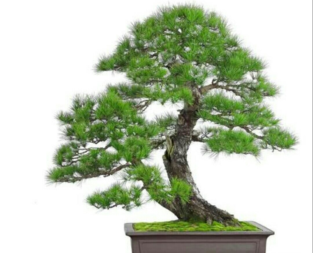 山松盆景如何弯曲,高桩山松盆景造型