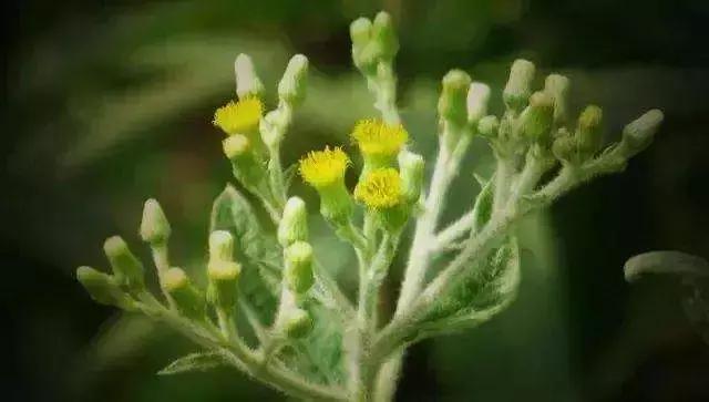 一到晚上皮肤暗沉发黄,一到下午皮肤暗沉