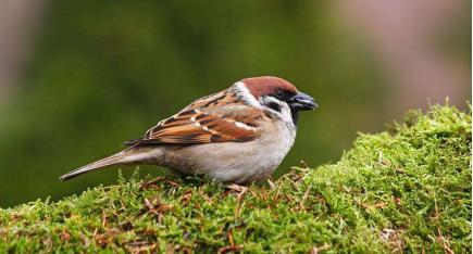 部编四上语文麻雀优质课课堂实录,四上语文麻雀第二课时教案逐字稿