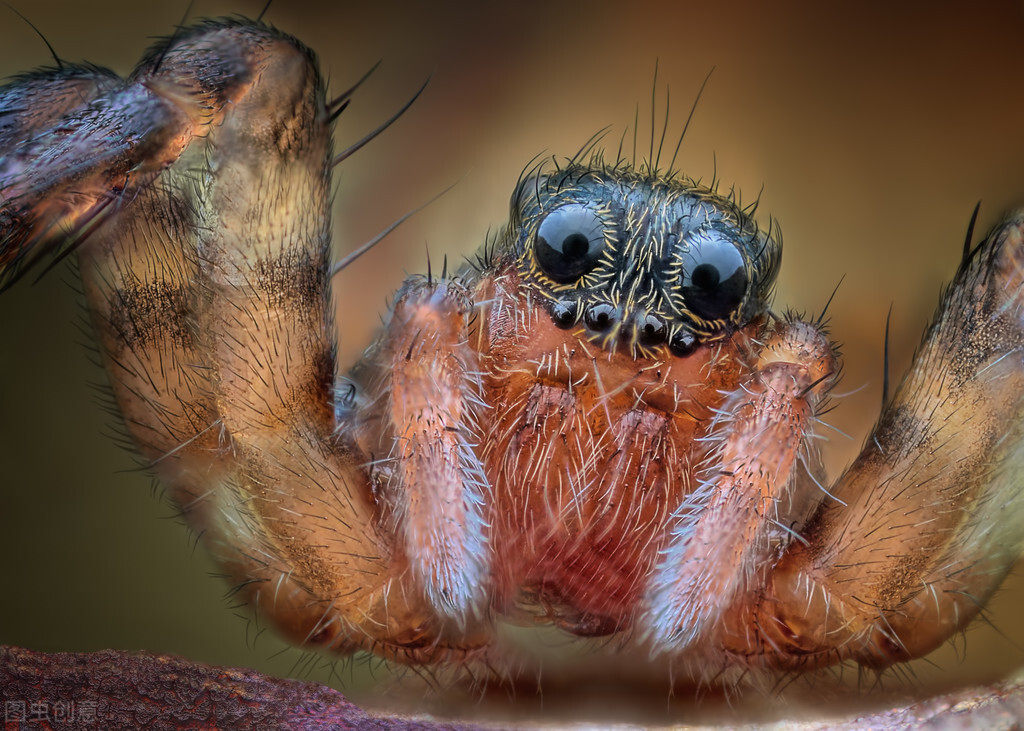 动物眼中世界和人类有什么不一样,不同动物眼中的世界长什么样子
