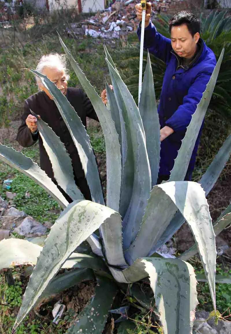 住楼房怎么露养多肉,室内阳台养多肉的方法