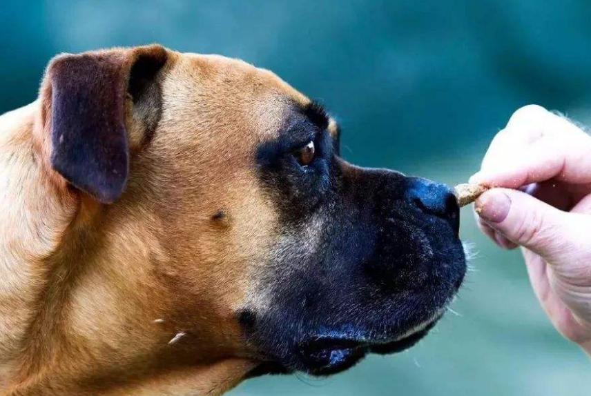 老祖宗选狗方法,挑选好狗最简单的办法