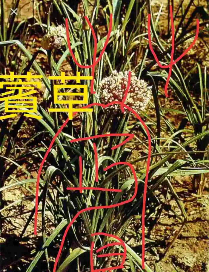 西山经解读,西山经图谱大全