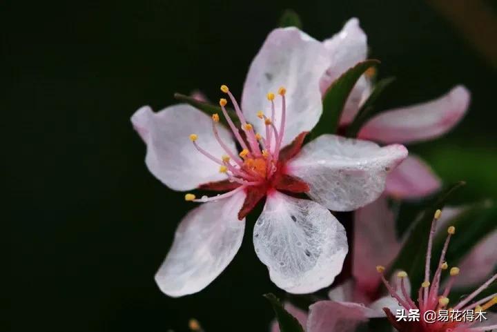 疆果新疆特产薄皮核桃,新疆的扁桃优良品种有