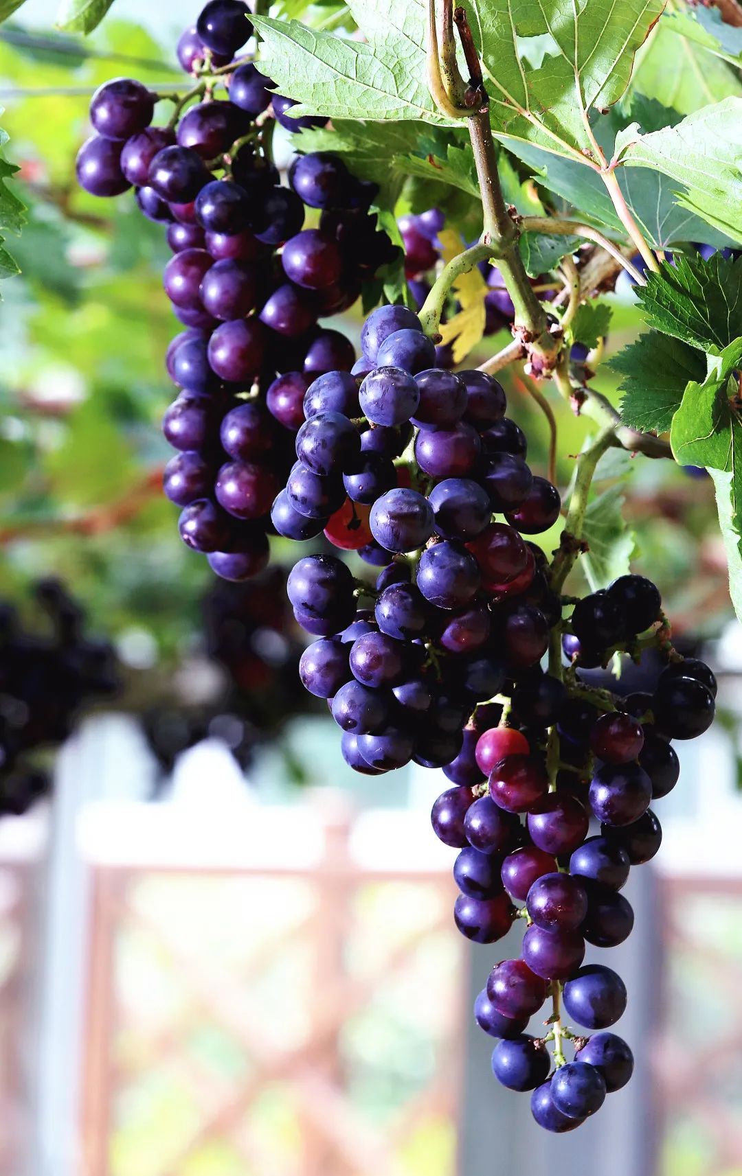 蓝城史诗级田园巨著，或将引领十万武汉人“上山下乡”