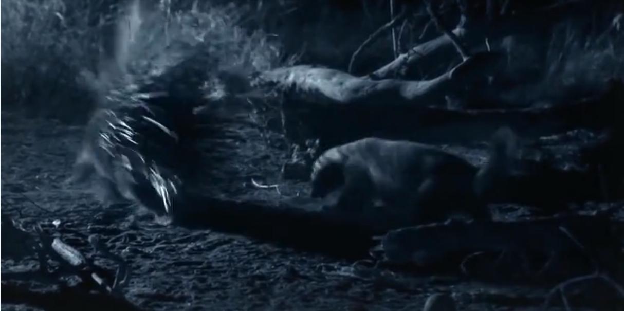 永不服输的蜜獾，曾经有一个保护区饲养了两只，后来怎么样了？