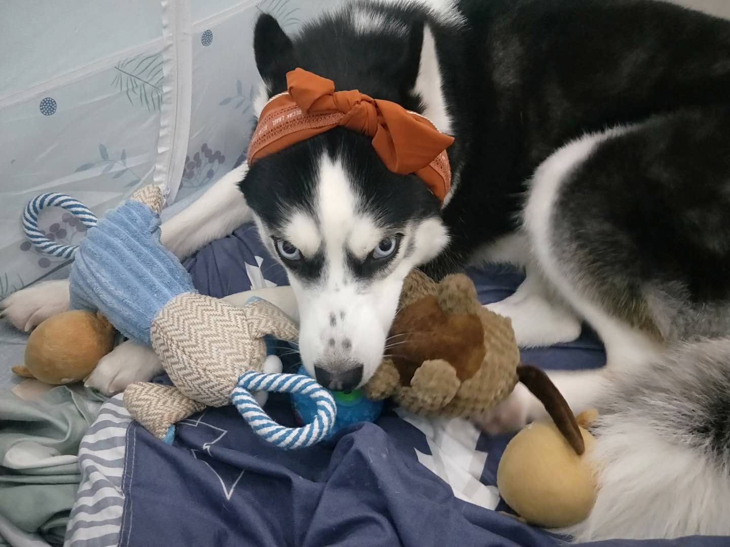 母狗没交配突然怀孕了？铲屎官表示操心啊。