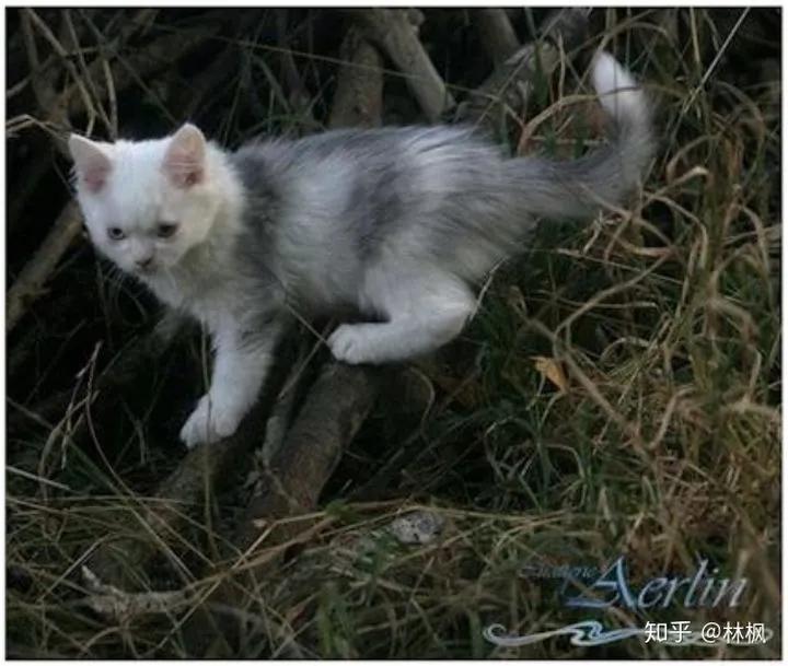 猫咪长红斑点是什么,你知道猫咪的毛色代表了什么吗